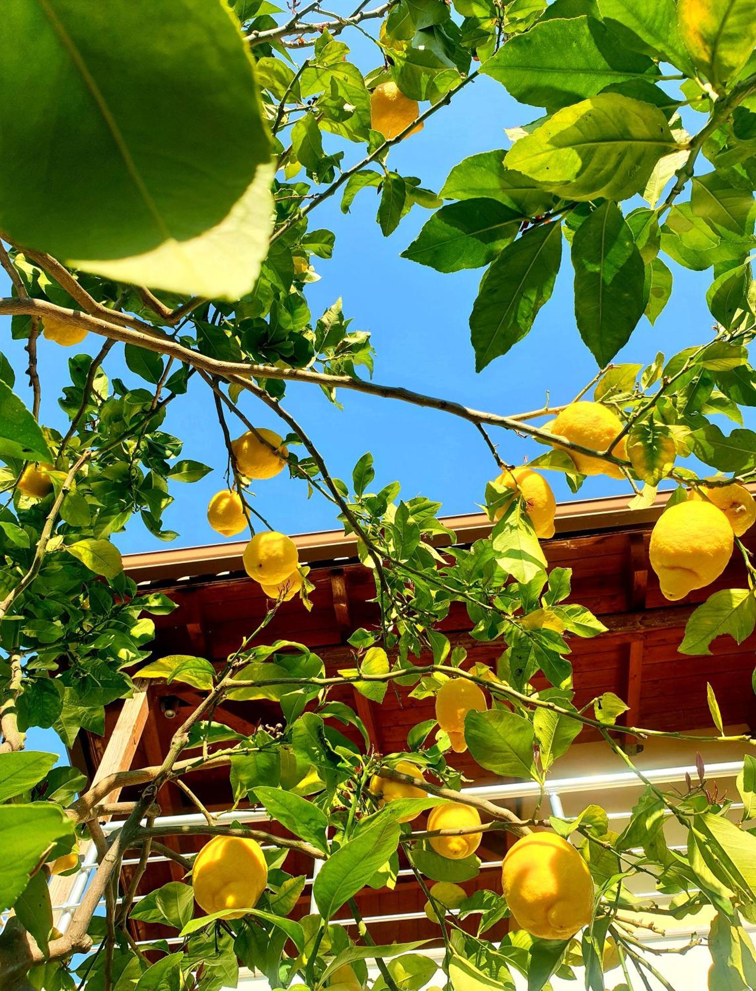 Philoxenia Guest House Himare Eksteriør bilde